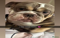 Mixed Breed dogs for sale: Bulladors - Image 3