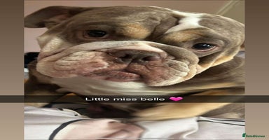 Mixed Breed dogs - Advert 15