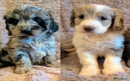 Cockapoo dogs for sale: Beautiful F1b cockapoo puppies - Advert 1