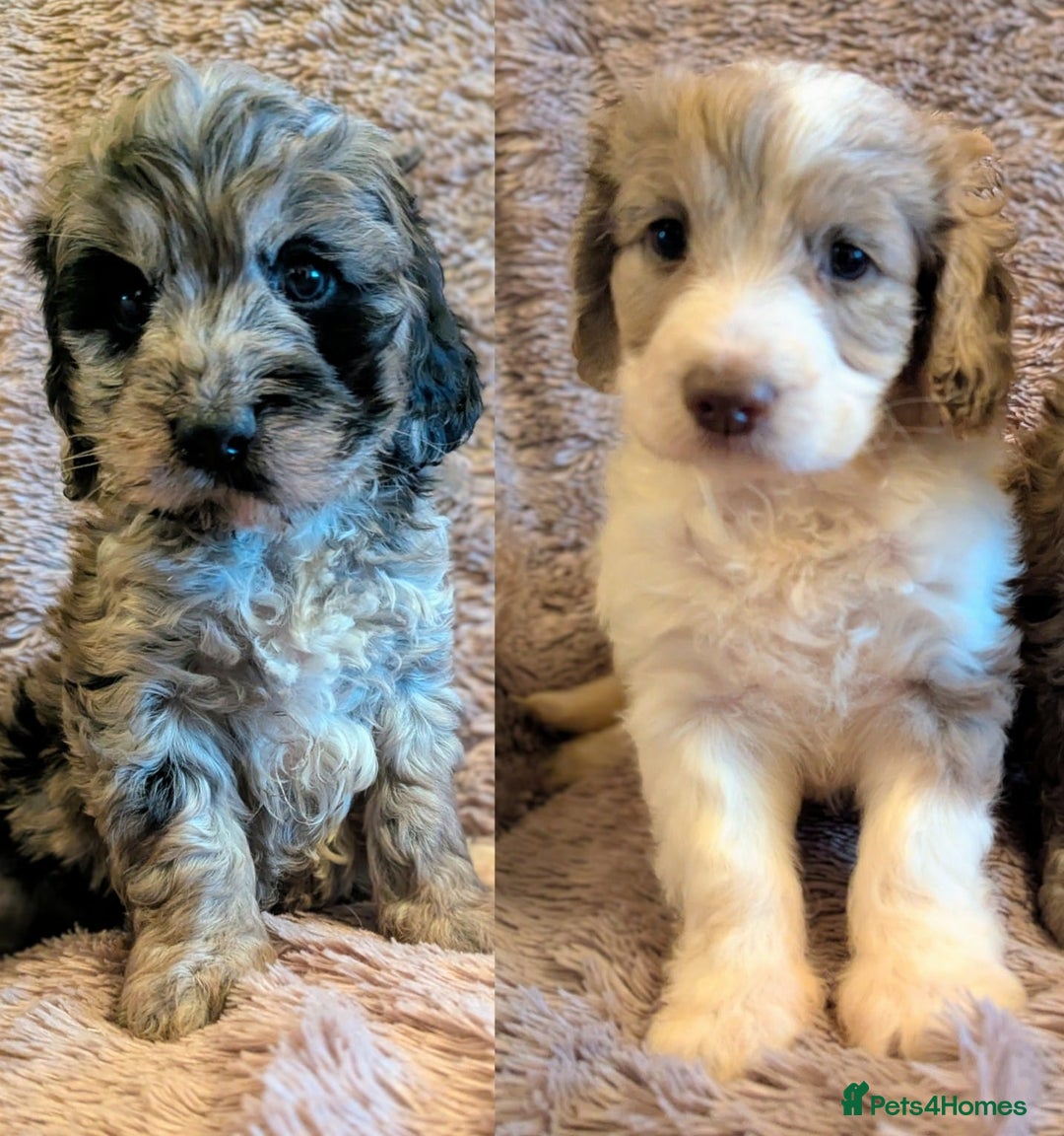 Cockapoo dogs for sale: Beautiful F1b cockapoo puppies - Advert 1