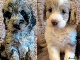 Cockapoo dogs Beautiful F1b cockapoo puppies - Advert 3