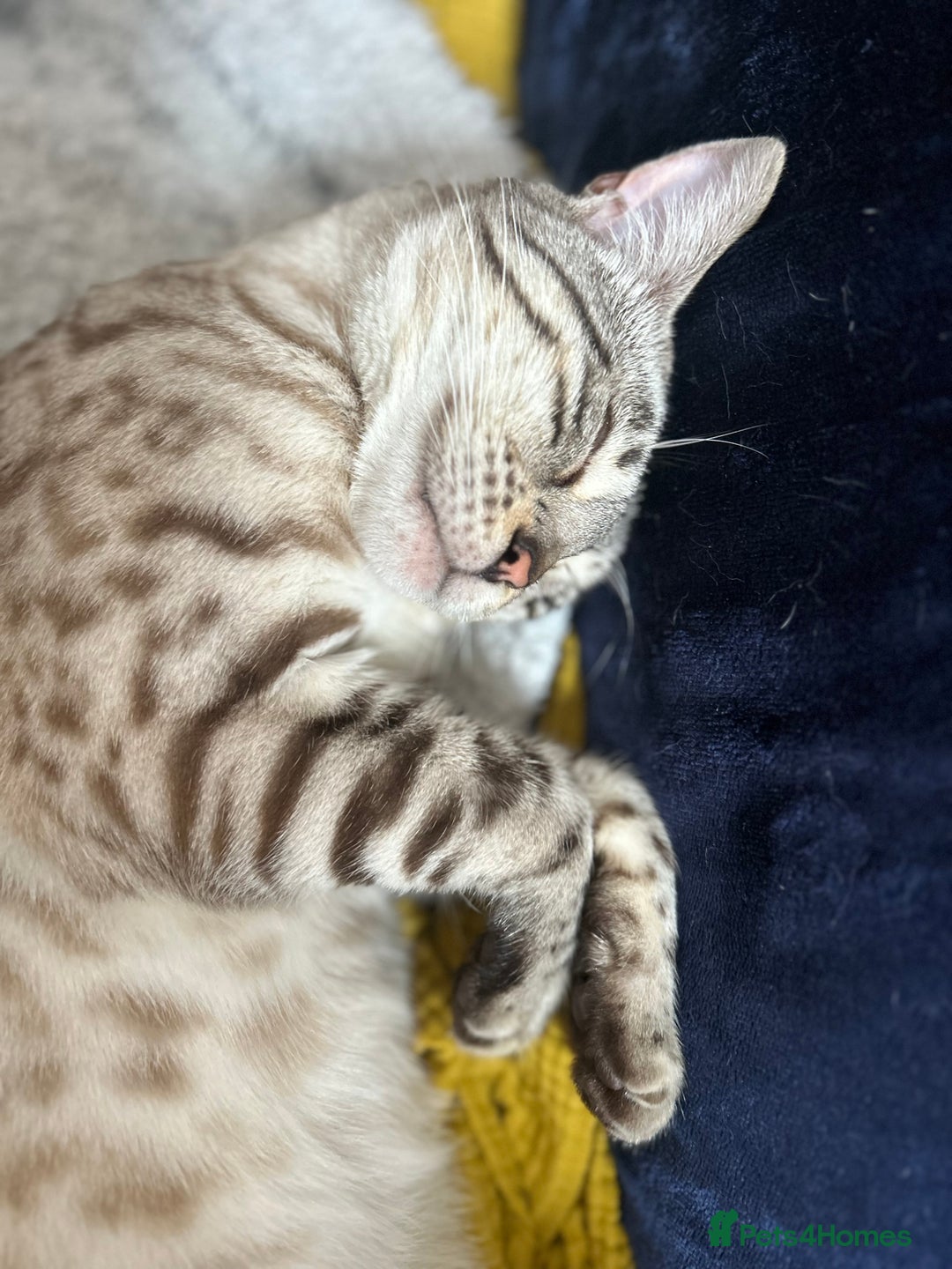 Bengal cats for sale: Ozzie - 1y Snow Bengal needs a single animal home - Image 8