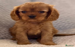 Cavalier King Charles Spaniel dogs for sale: KC REG, HEART, EYE AND DNA TESTED PARENTS - Image 2