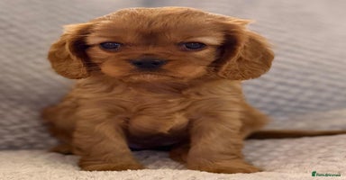 Cavalier King Charles Spaniel dogs - Advert 4