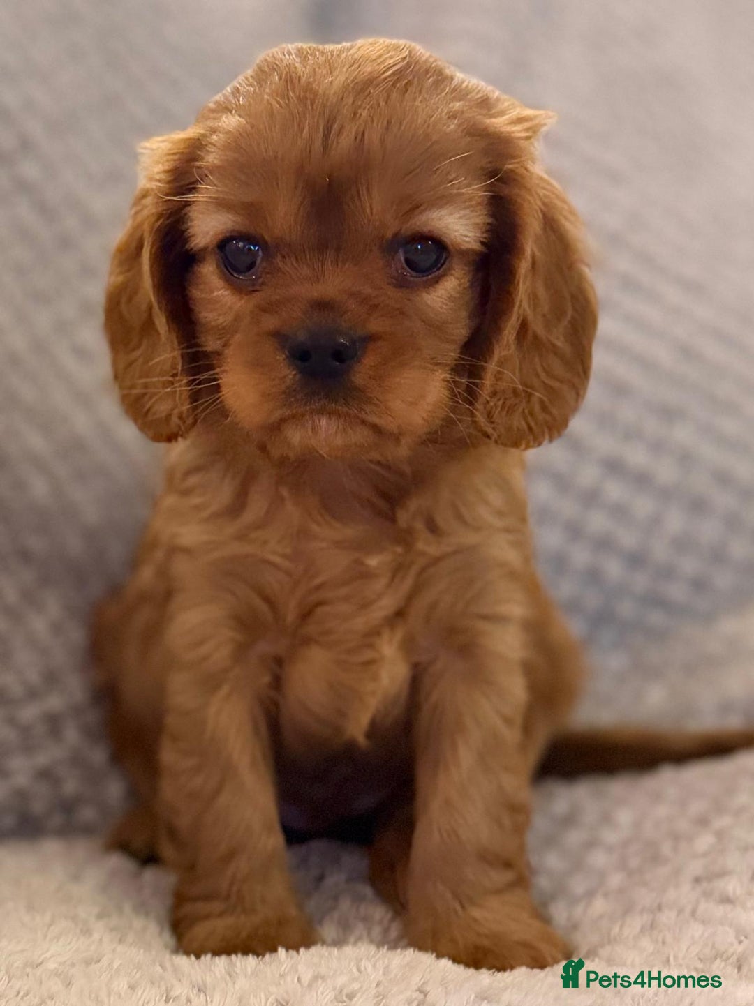 Cavalier King Charles Spaniel dogs for sale: KC REG, HEART, EYE AND DNA TESTED PARENTS - Image 2
