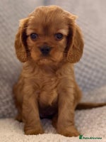 Cavalier King Charles Spaniel dogs - Advert 7
