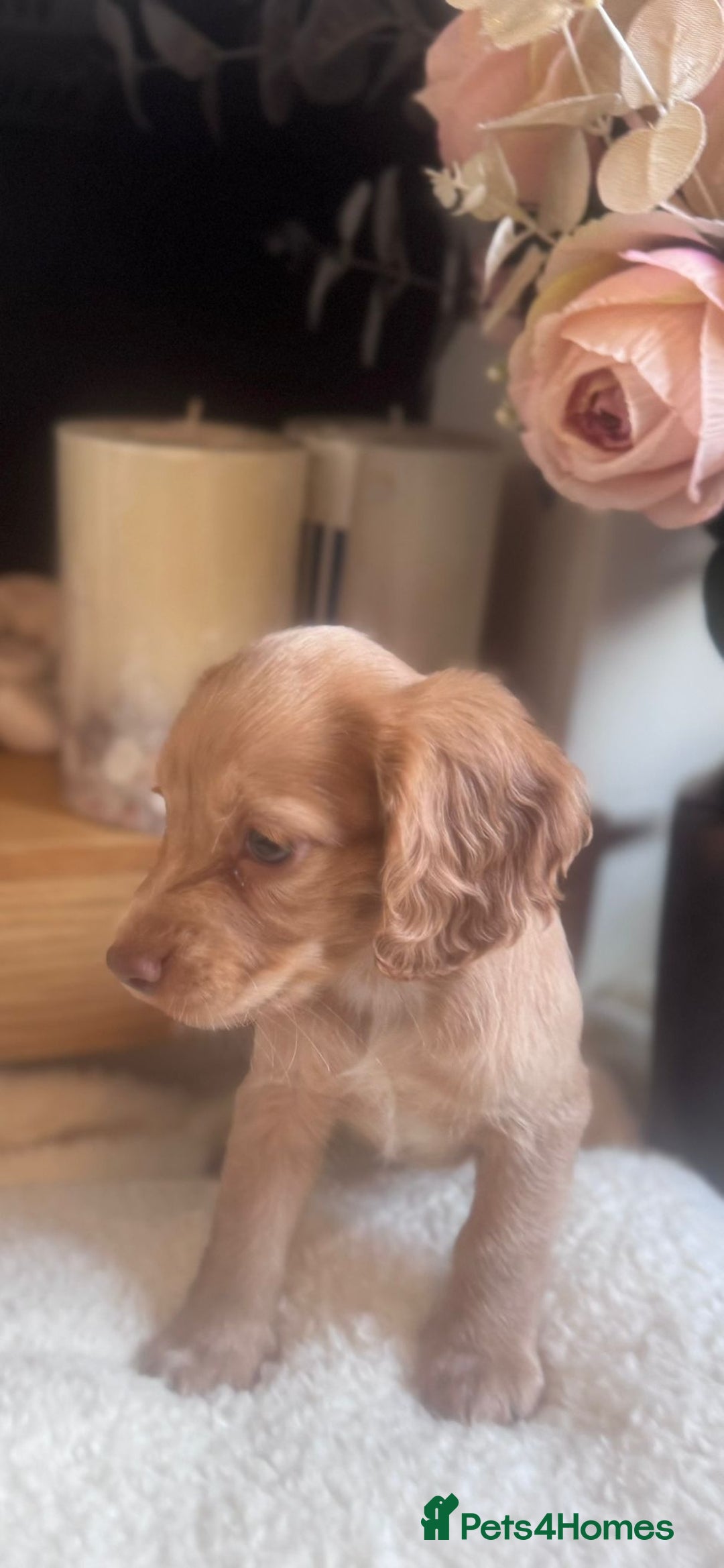 Cockapoo dogs for sale: Merle cockapoo  - Image 16