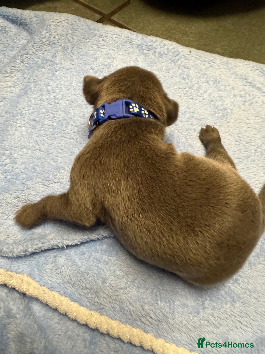 Staffordshire Bull Terrier dogs for sale: Blue Staffordshire bull terrier staffy  - Advert 11