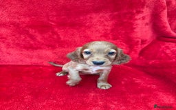 Cocker Spaniel dogs for sale: Working cocker spaniel puppies - Only 3x pups left - Image 19