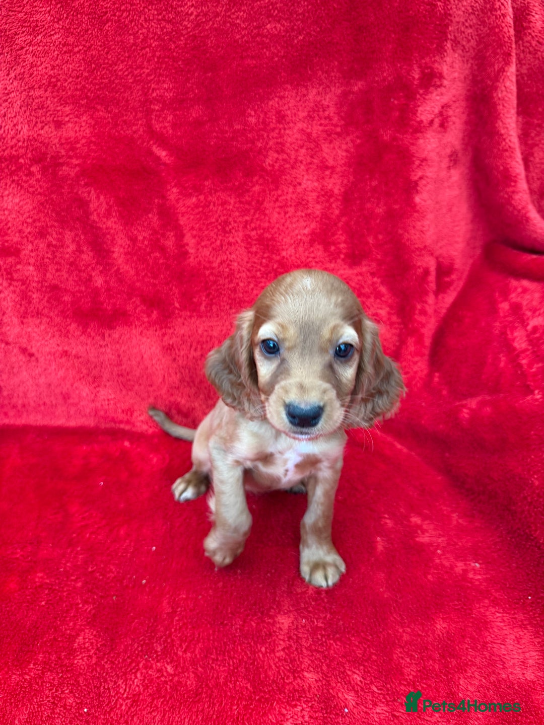 Cocker Spaniel dogs for sale: Working cocker spaniel puppies - Only 3x pups left - Image 19
