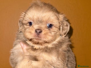 Shih Tzu dogs 🧡💜Stunning KC Registered Shih Tzu Puppies🧡💜 - Advert 9