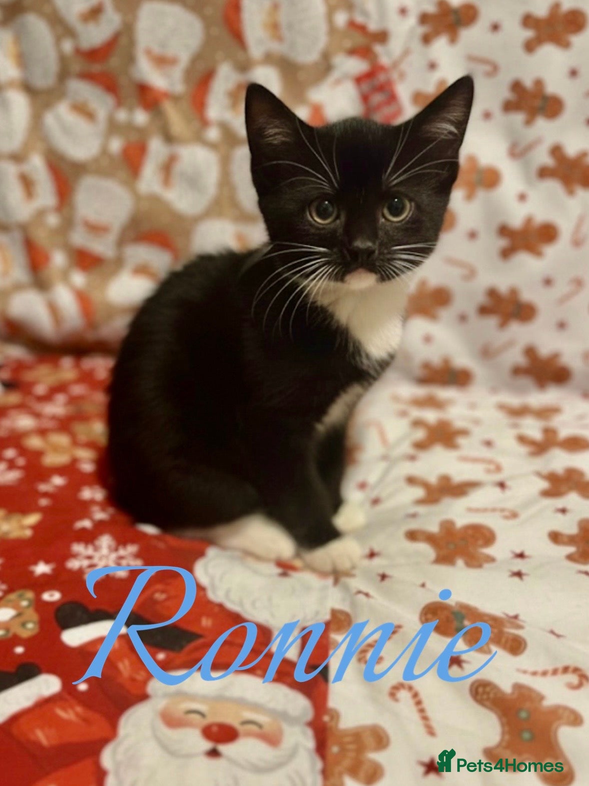 Mixed Breed cats KITTENS READY NOW - Advert 8