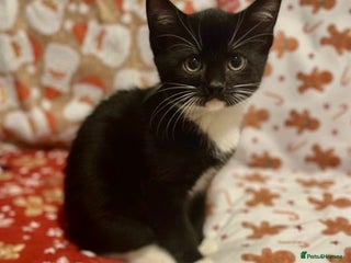 Mixed Breed cats KITTENS READY NOW - Advert 6