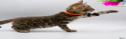 Bengal cats for sale: Stunning TICA Registered Bengal Kittens - Advert 14
