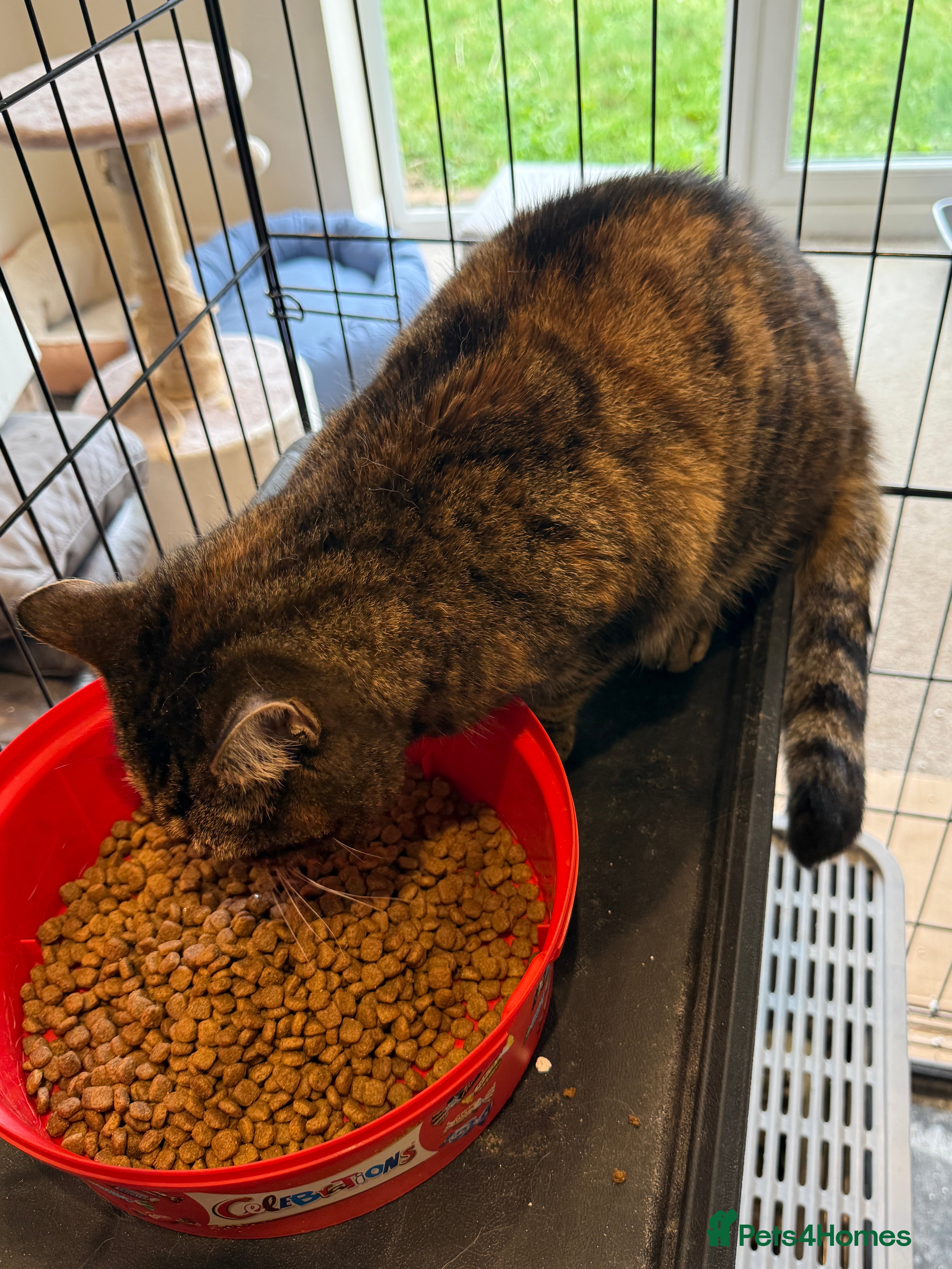 Mixed Breed cats [Indoors Only] Ivy sweetheart - Advert 1