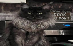 Maine Coon cats for sale: Maine Coon crossed Ragdoll kittens - Image 18
