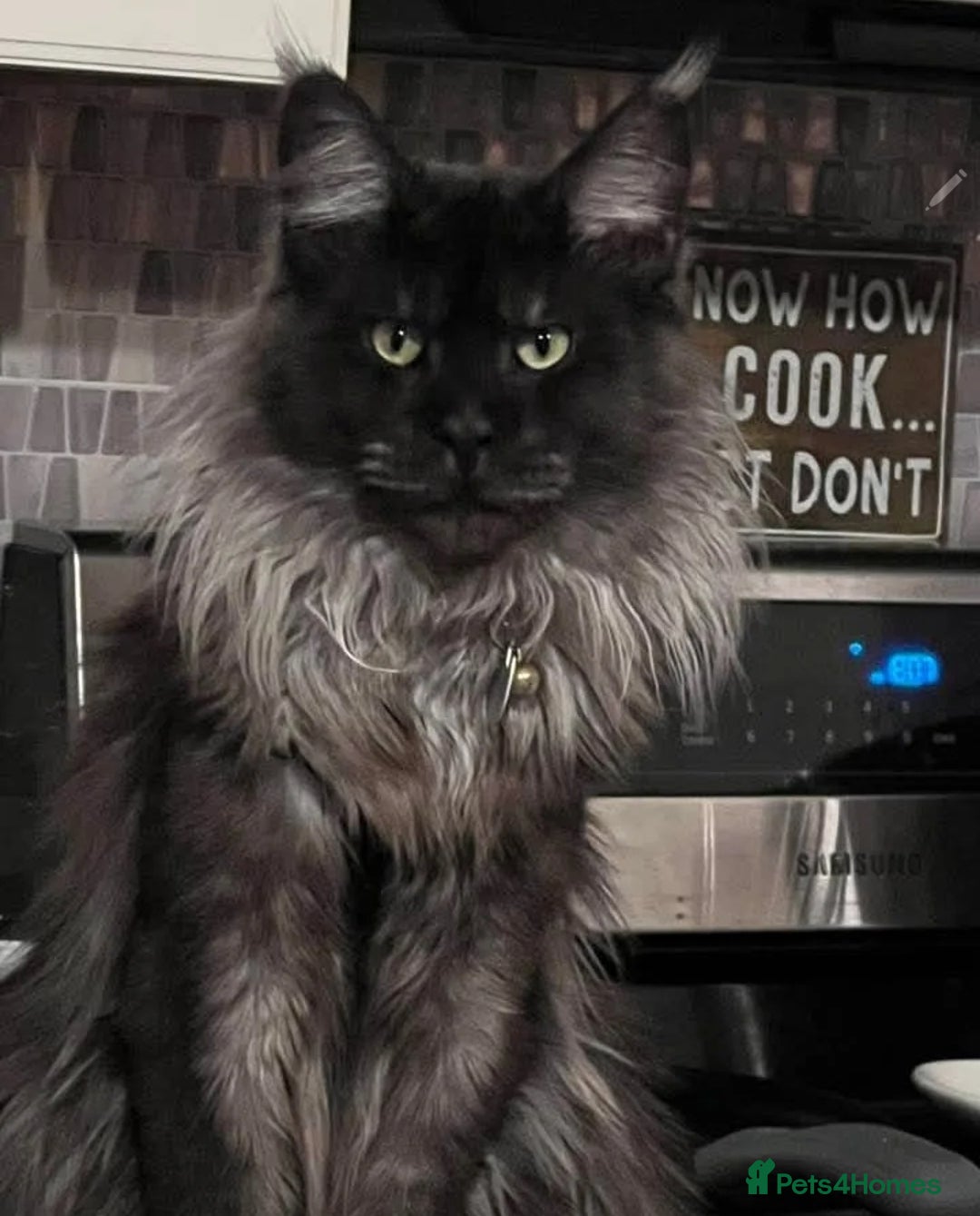 Maine Coon cats for sale: Maine Coon crossed Ragdoll kittens - Image 18