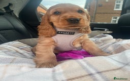 Cocker Spaniel dogs for sale: GOLDEN health tested show cocker spaniel pups - Image 18