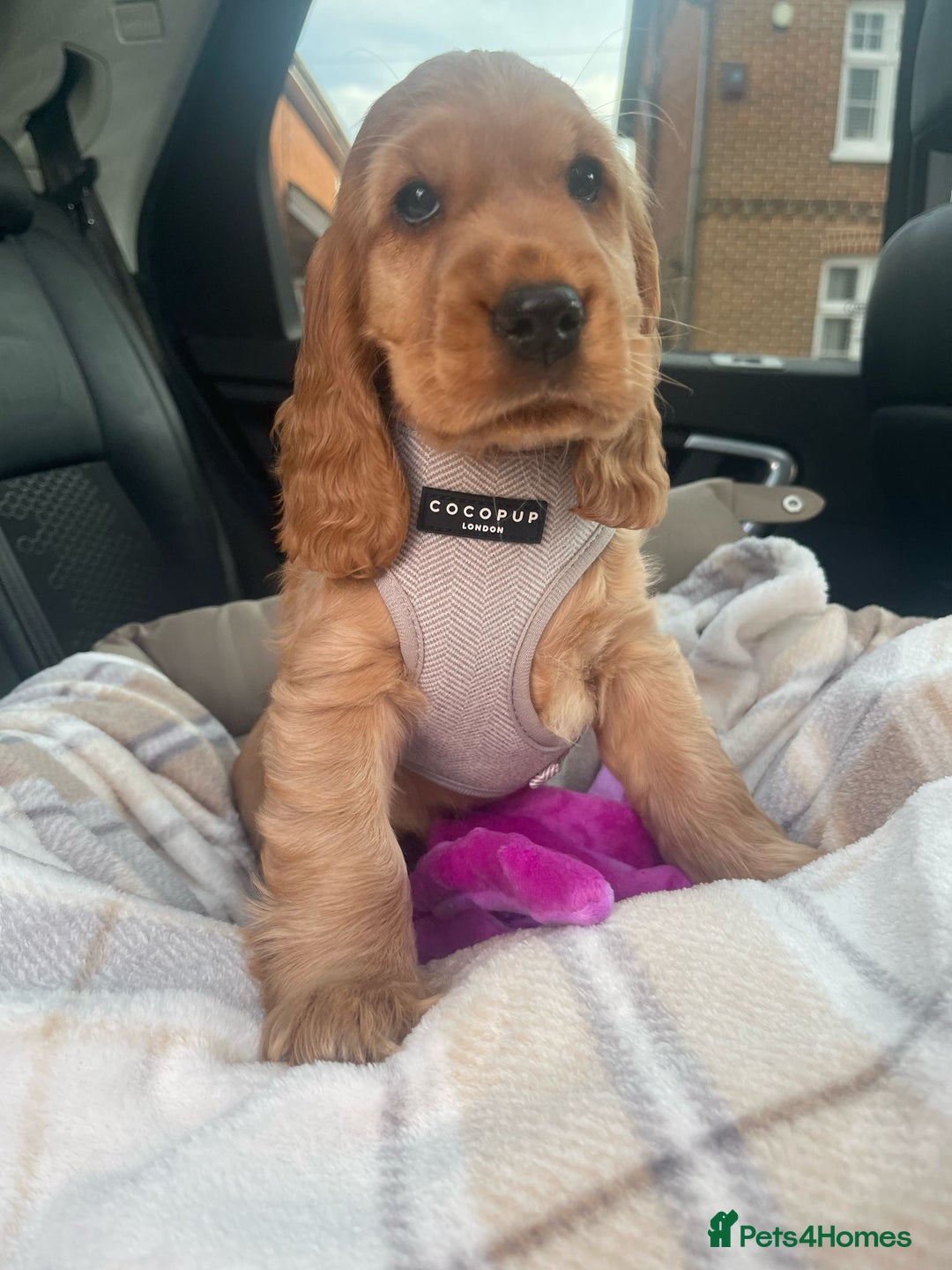 Cocker Spaniel dogs for sale: GOLDEN health tested show cocker spaniel pups - Image 18