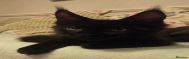 Black boy