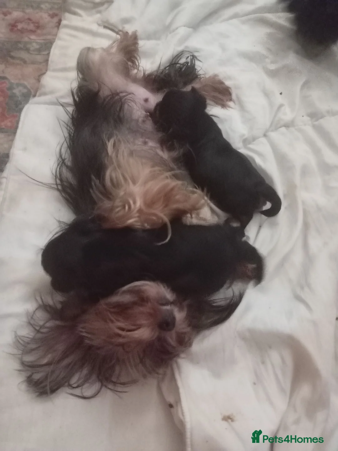 Yorkshire Terrier dogs for sale: 2 beautiful boys Yorkies dad kc registered  - Advert 2