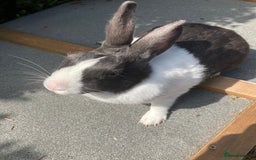 Dutch rabbits for sale: Mum and daughter blue Dutch  - Image 2