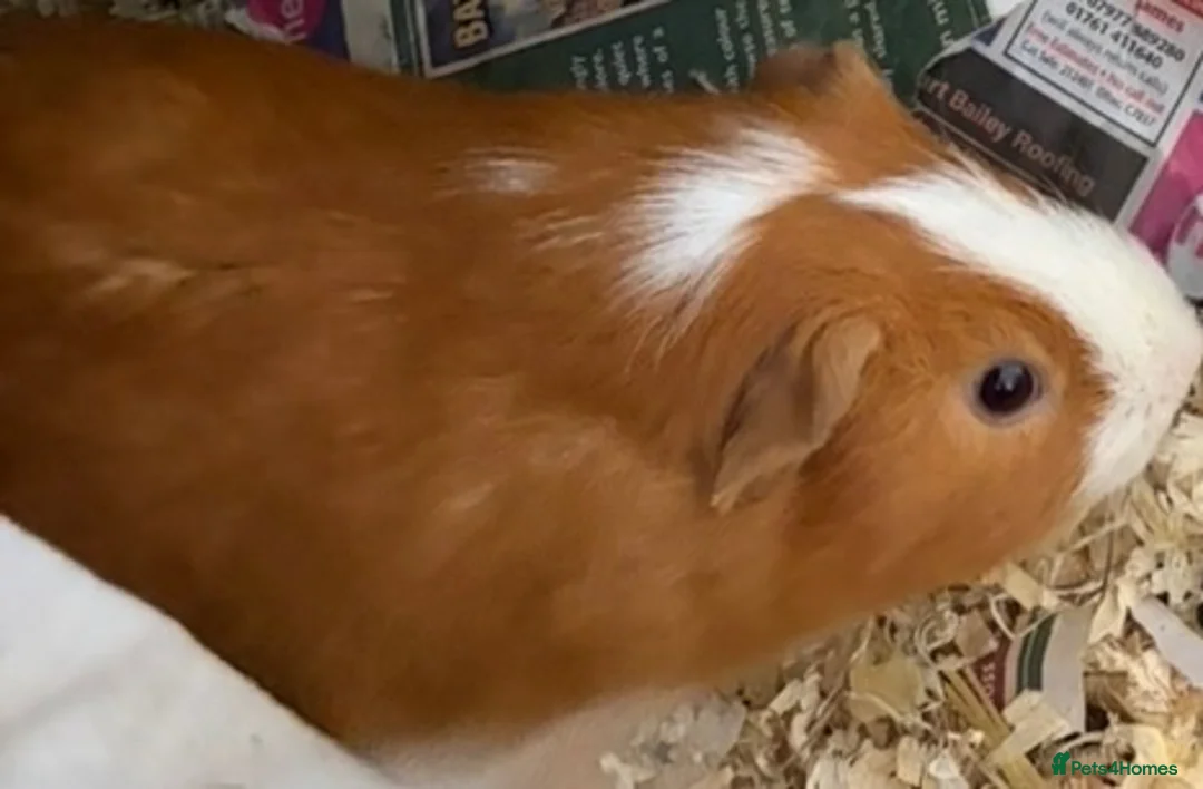 Guinea Pig rodents for sale: 3 male guinea pigs  - Advert 3