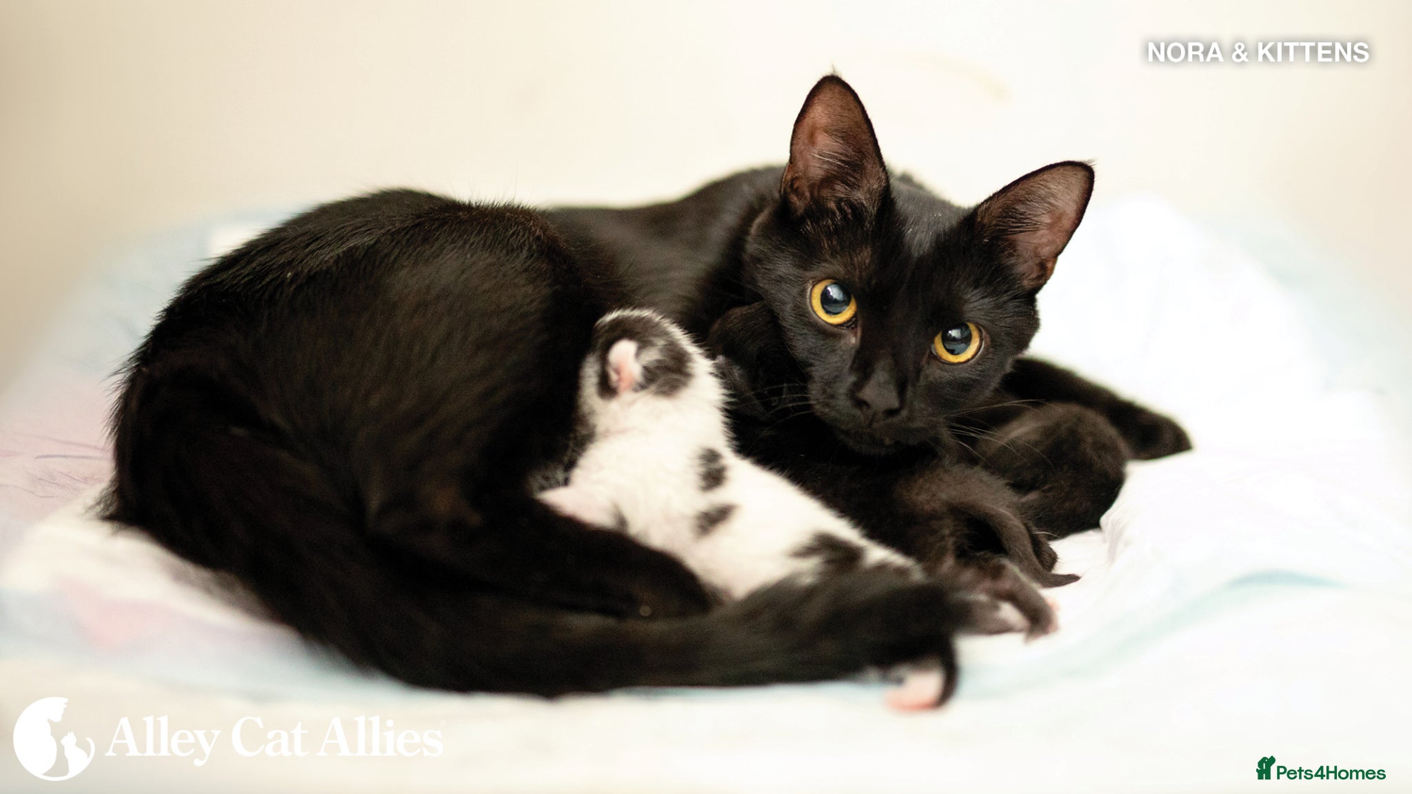 British Shorthair cats 1 girl left pure black - Advert 2