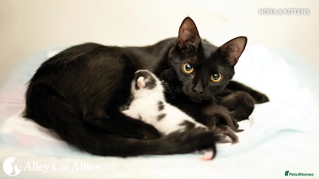British Shorthair cats for sale: 1 girl left pure black - Advert 1