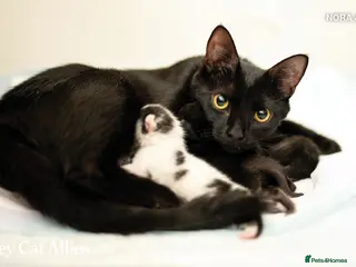 British Shorthair cats 1 girl left pure black - Advert 15