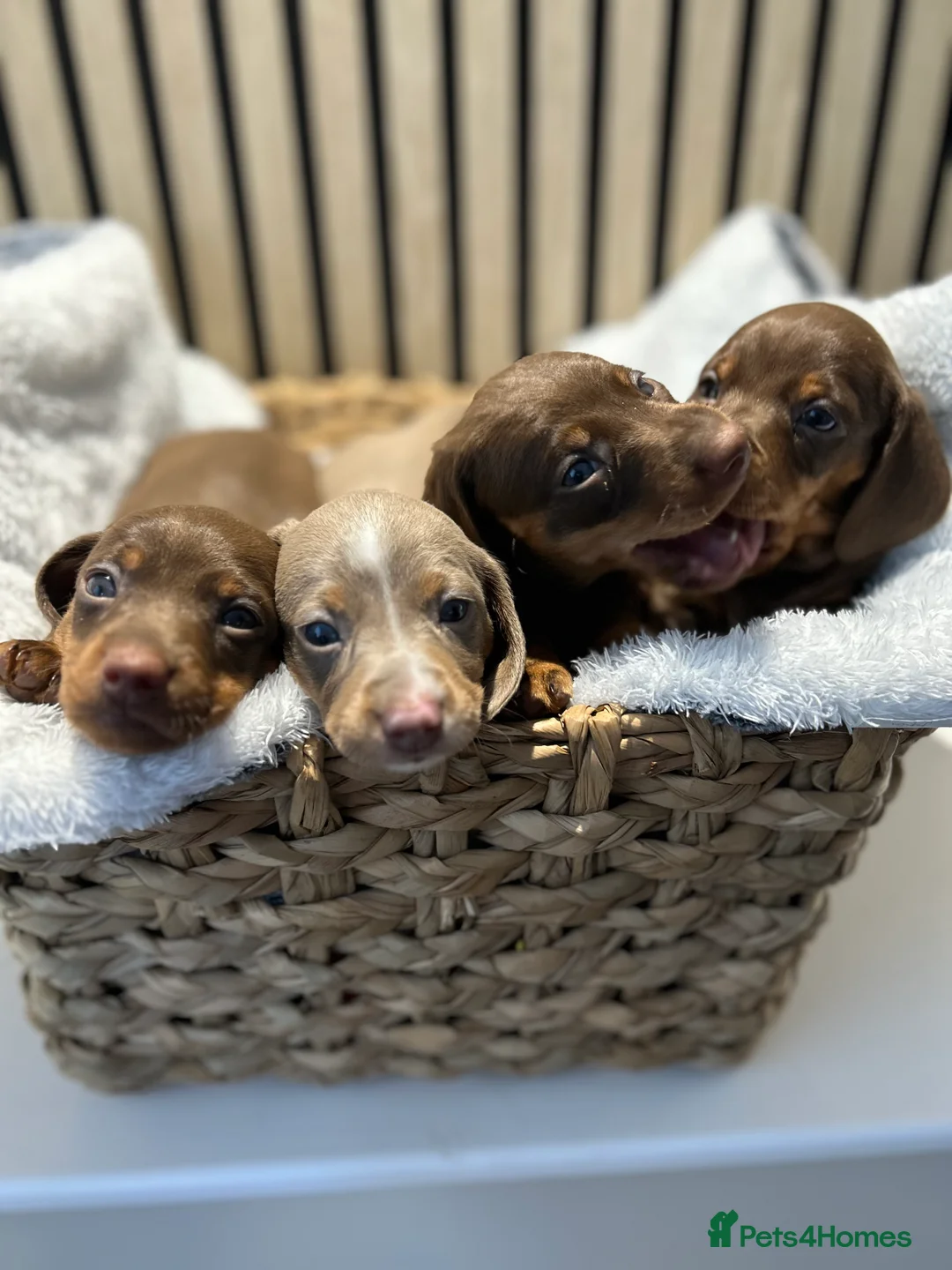 Miniature Dachshund dogs for sale: 4 beautiful miniature dachshund puppies - Advert 2