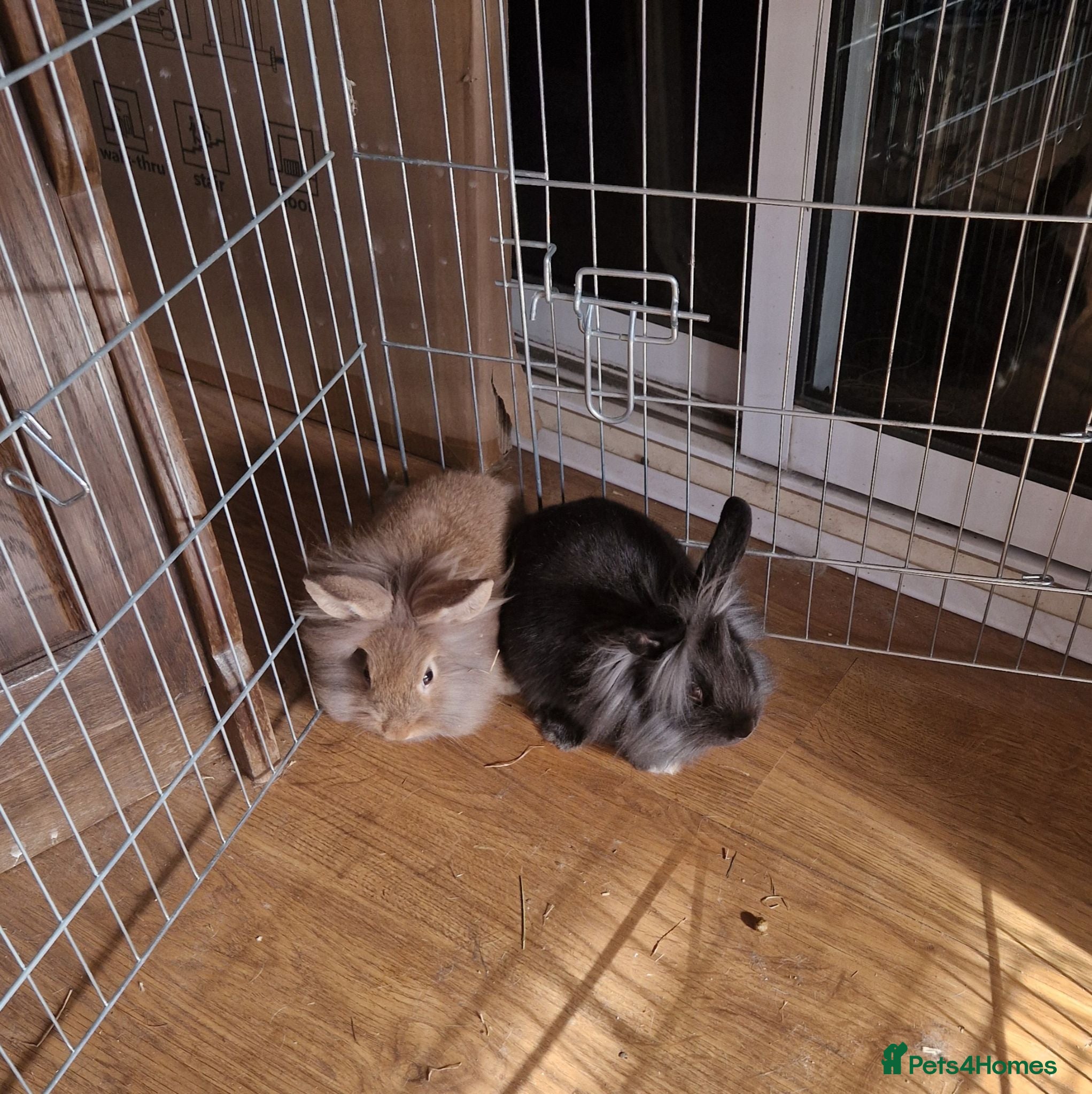 Mini Lion Lop rabbits Mini Lop x Lionhead babies for sale - Advert 4