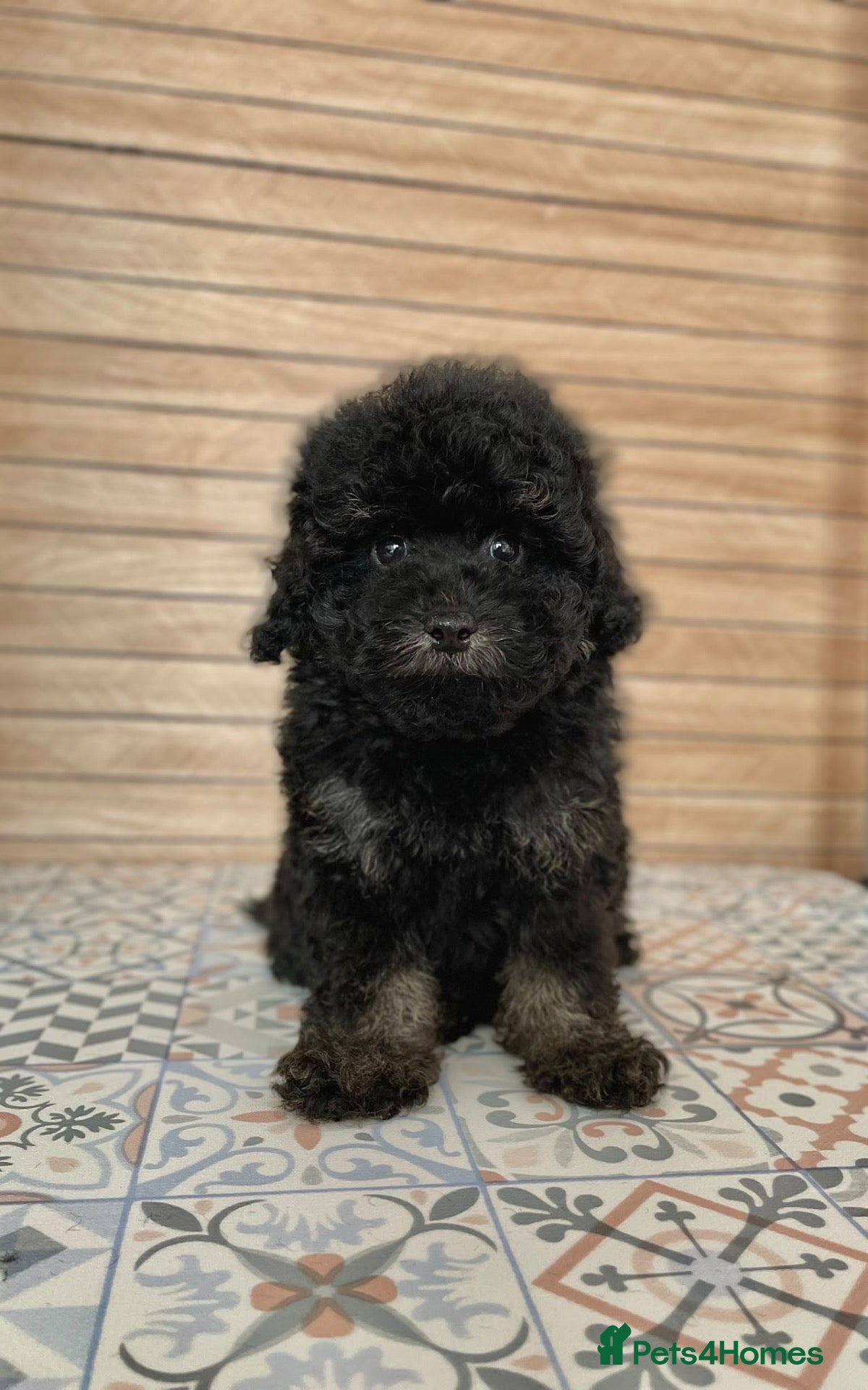 Cavapoo dogs Please pick me 🐾 - Advert 12