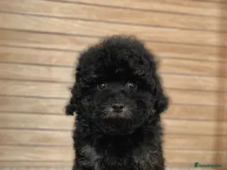 Cavapoo dogs Breeze is still looking for a home to call his own - Advert 3