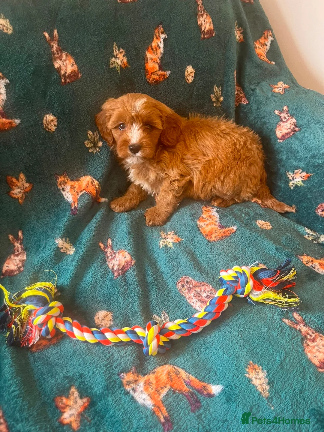 Cavapoo dogs for sale: f1 Cavapoo puppy’s  - Advert 2