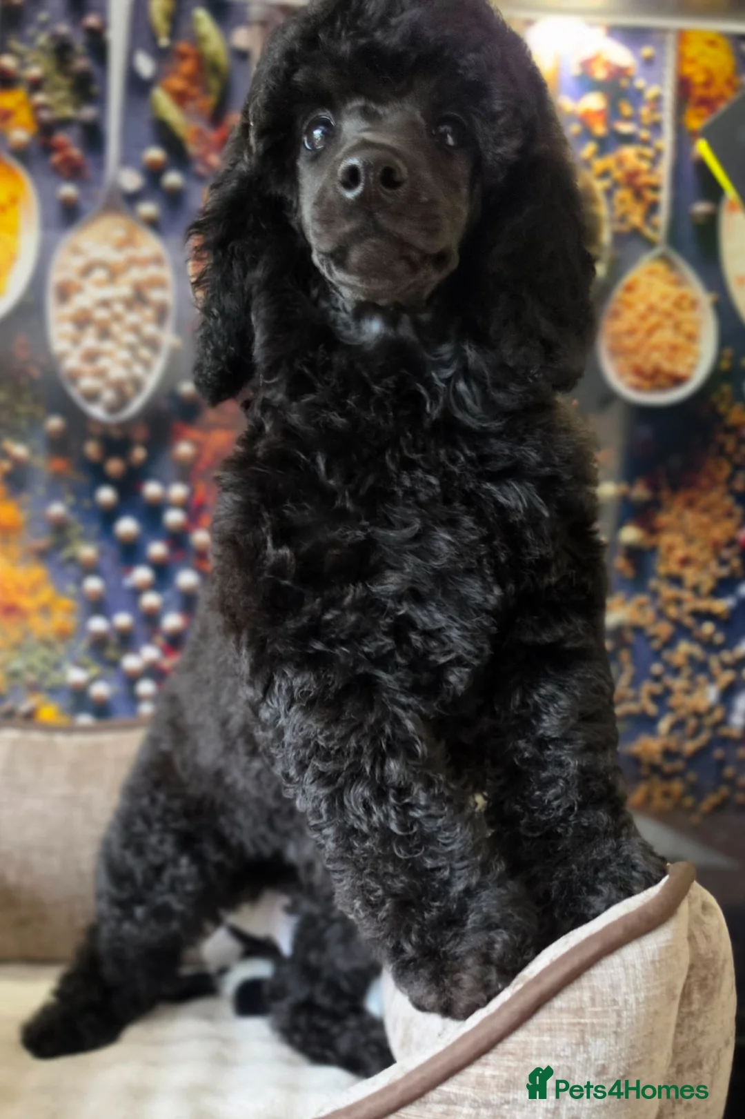 Miniature Poodle dogs for sale: Moyen poodle ready now 💙 in Aberdeen - Advert 6