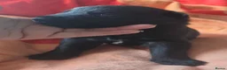German Shepherd dogs for sale: Black German Shepherd. - Advert 9