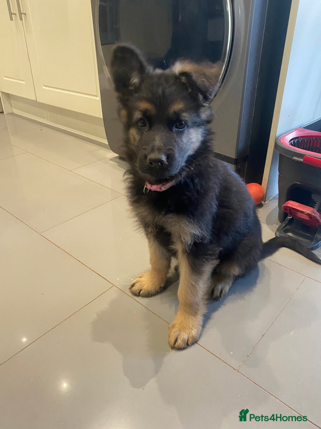 German Shepherd dogs for sale: KC Reg. Amazing Beautiful Girls Awaiting A Home ❤️ - Image 9