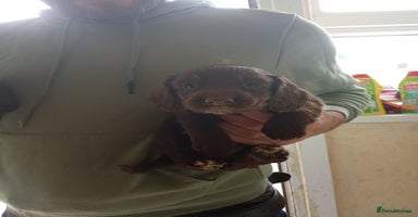 English Springer Spaniel dogs - Advert 7