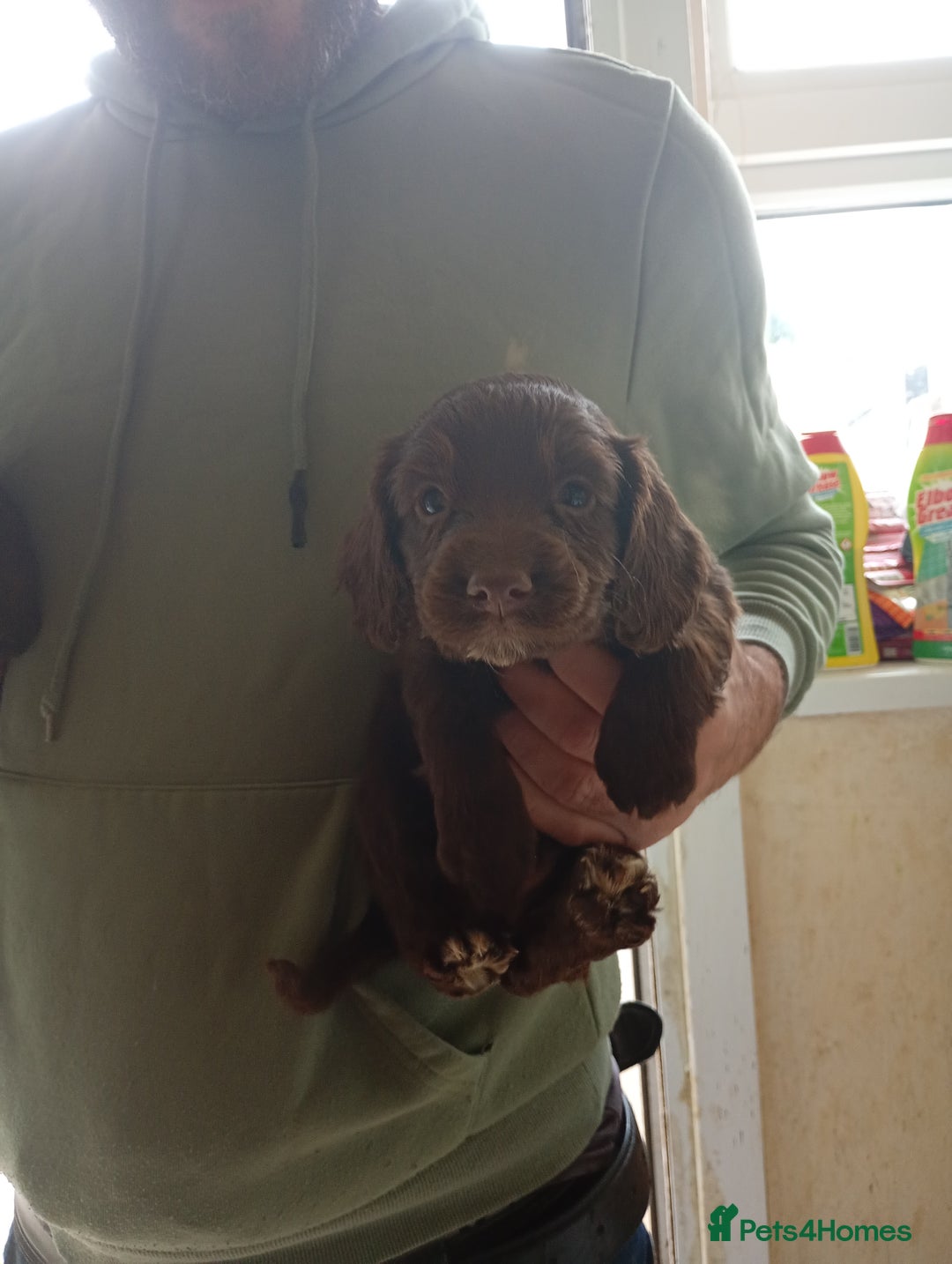 English Springer Spaniel dogs for sale: 6 beautiful springer pups - Image 3