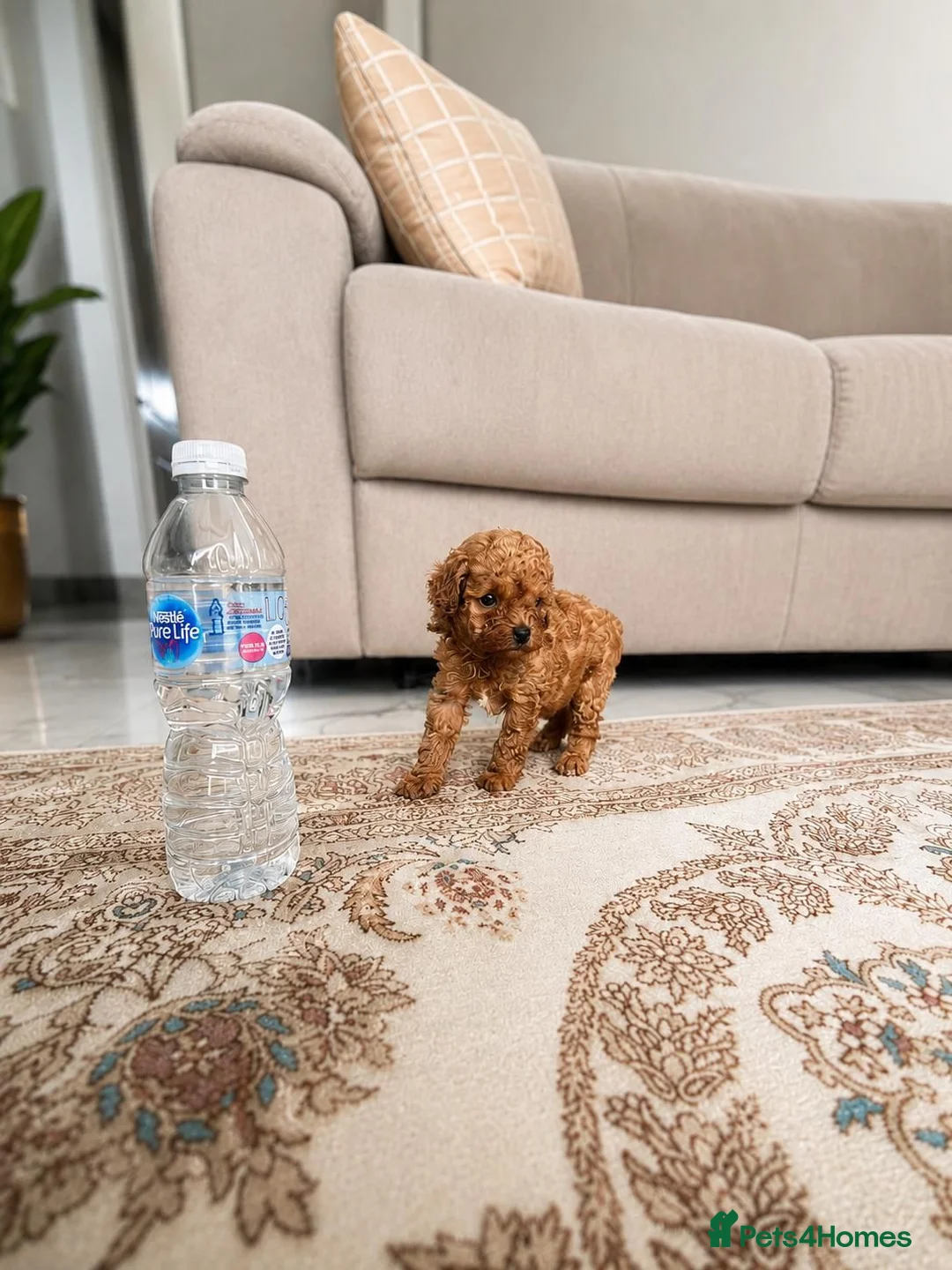 Maltipoo dogs for sale: Tiny Maltipoo × Asian Toy Poodle Puppies - Advert 2