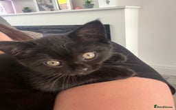 Domestic Shorthair cats for sale: Cute kittens looking for loving homes - Image 6