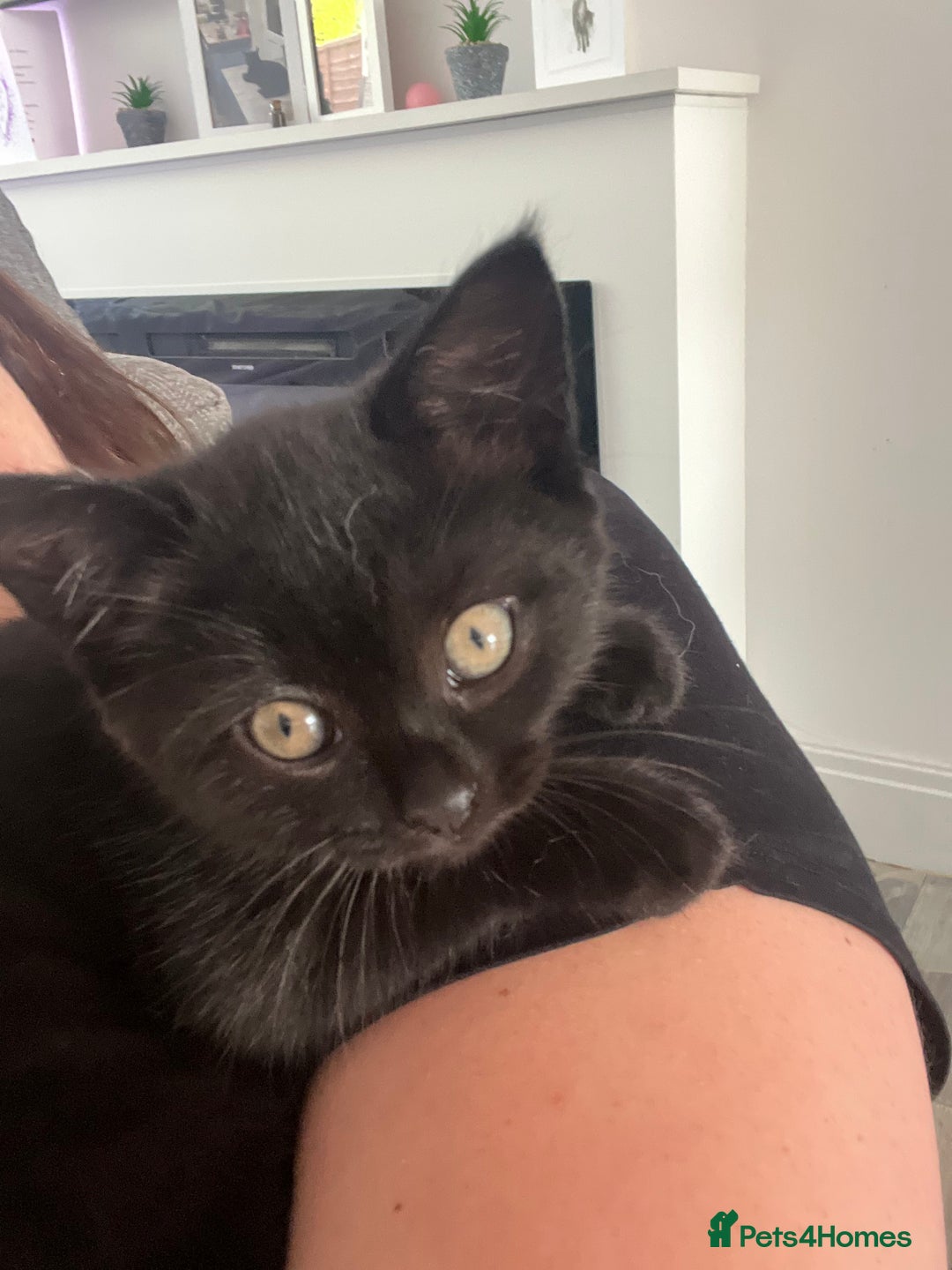 Domestic Shorthair cats for sale: Cute kittens looking for loving homes - Image 6