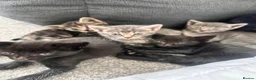 Bengal cats for sale: 🩶 Silver & Black Bengal x Bombay Kittens - Advert 9