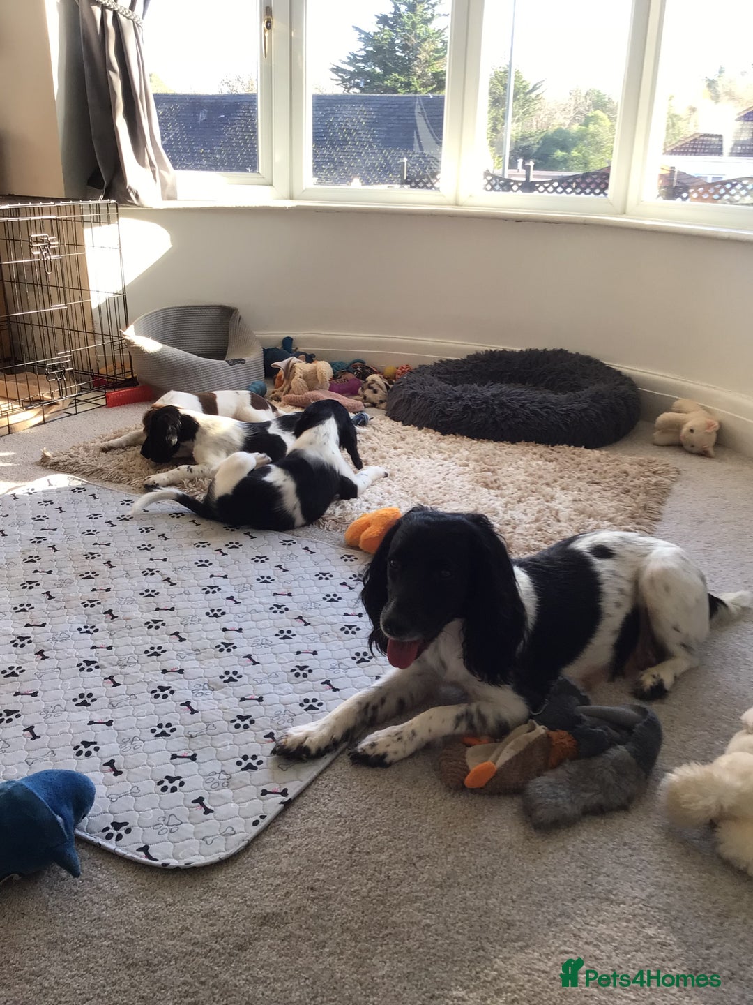 Sprocker dogs for sale: Sprocker - Advert 2