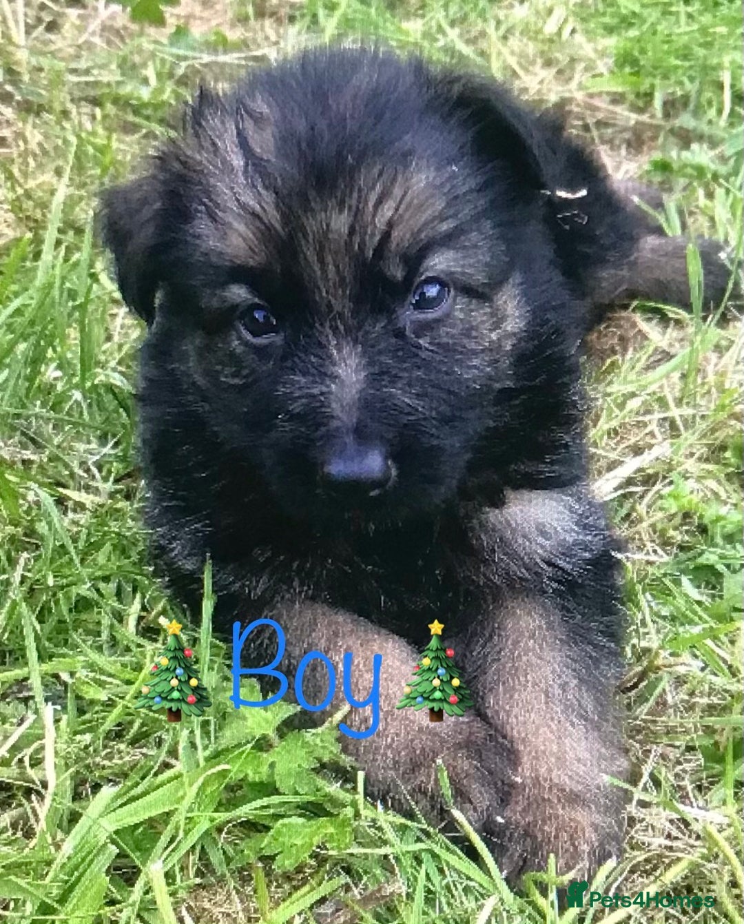 German Shepherd dogs for sale: chunky longhaired GSD pups for sale - Advert 8