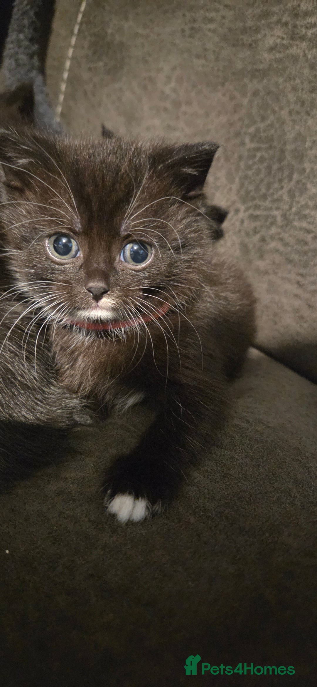 Mixed Breed cats for sale: 4 Adorable kittens ready 14th December - Advert 6