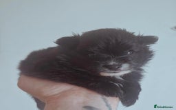 Mixed Breed dogs for sale: Pomeranian Puppy  - Image 1