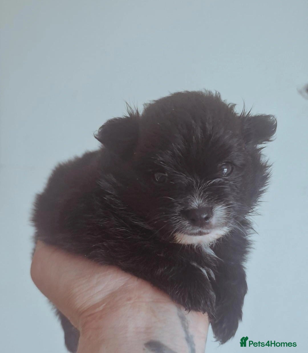 Mixed Breed dogs for sale: Pomeranian Puppy  - Image 1