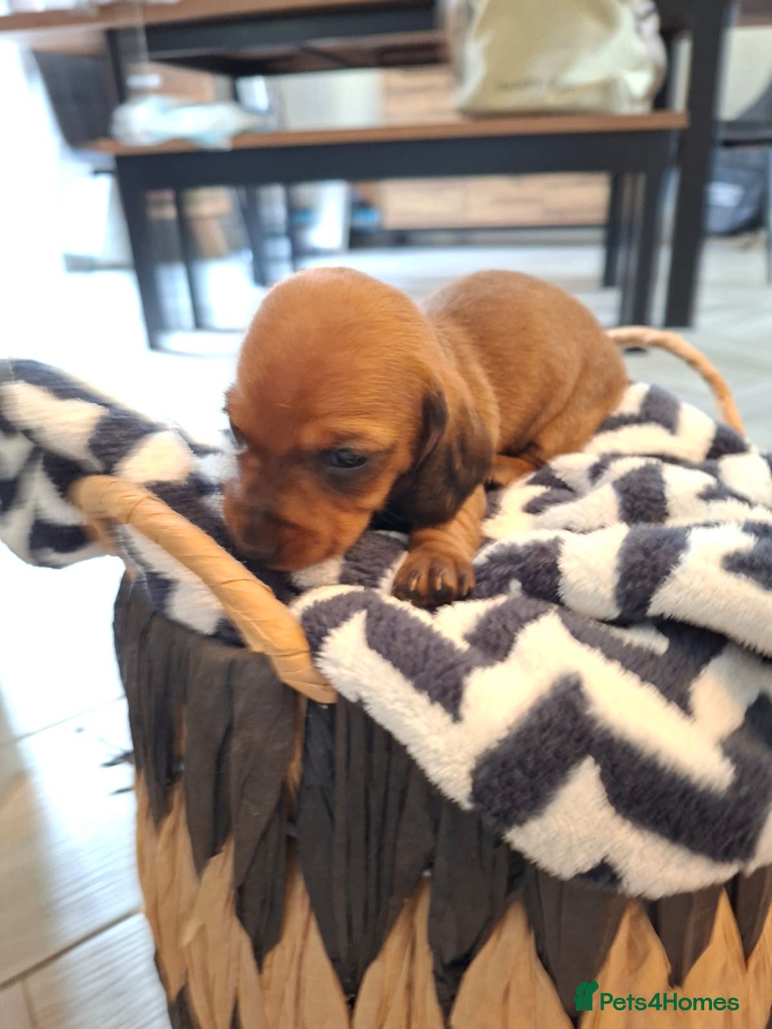 Miniature Dachshund dogs for sale: Miniature smooth hair dachshunds - Image 4